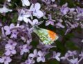 Anthocharis cardamines